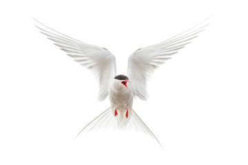 Flying Arctic tern (Sterna paradisaea) protecting nest with wings spread and mouth open. Bird isolated on white background - obrazy, fototapety, plakaty