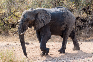 Fototapeta premium African Elephant (loxodonta africana)