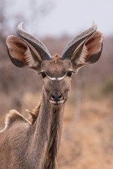Obraz premium greater kudu (Tragelaphus strepsiceros)