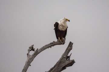 African fish eagle (Haliaeetus vocifer)