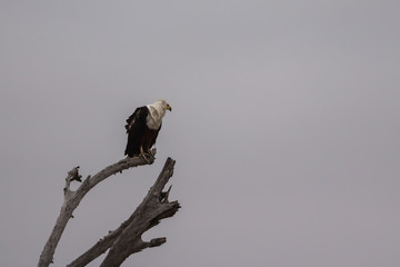 African fish eagle (Haliaeetus vocifer)