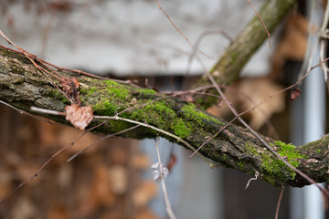 Wall with foliage