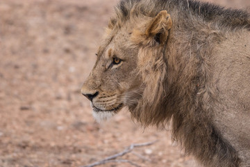 Lion (Panthera leo)