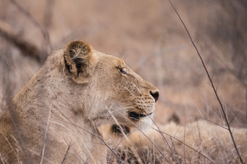 Lion (Panthera leo)