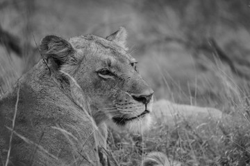 Lion (Panthera leo)