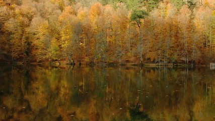 fall,leaves and lake at autumn