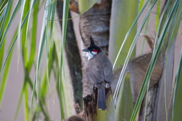red-whiskered bulbul (Pycnonotus jocosus)