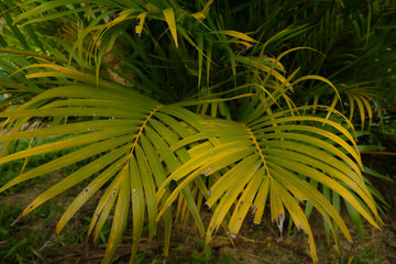 Green leaves Palm texture background nature tone at phuket Thailand