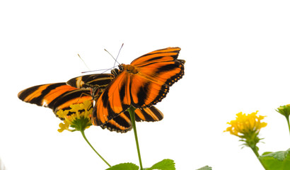 Banded Orange butterfly (Dryadula phaetusa) AKA the banded orange heliconian, banded orange, or orange tiger butterfly.
