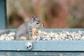 Closeup of squirrel in bird feeder