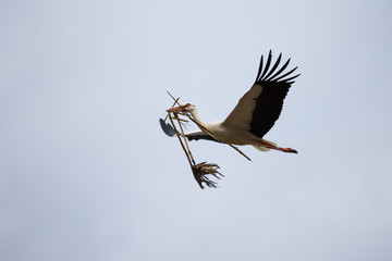 Weißstorch mit Nistmaterial