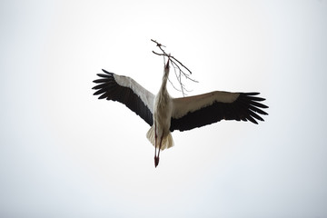 Weißstorch mit Nistmaterial