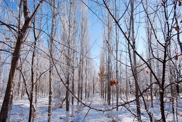 trees in winter