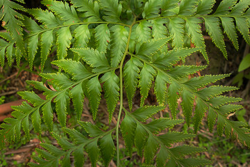 Green leaves Fern texture background nature tone at phuket Thailand