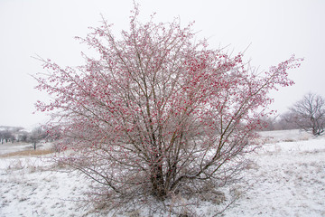 Bush with red berries in winter