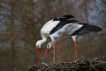 Weißstorchenpaar auf seinem Nest