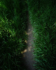 path cut through grass