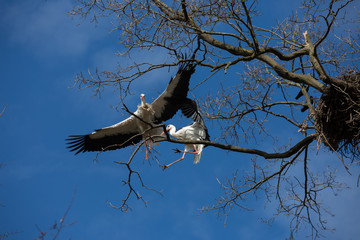 Weißstörche beim Kampf am Nestbaum