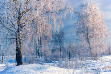 Beautiful winter landscape birch trees with hoarfrost, covered at sunbeams of setting sun, fairy tale of frosty winter nature.