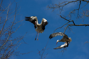 Wei&szlig;st&ouml;rche beim Kampf am Nestbaum