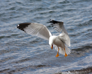 Fototapeta na wymiar Ring-billed Seagull coming in for a landing