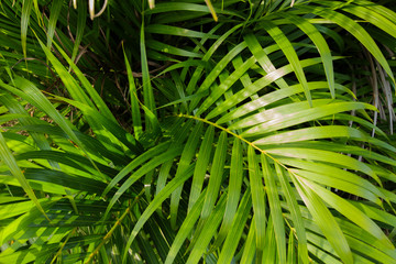Green leaves Palm texture background nature tone at phuket Thailand