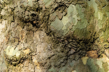 Texture of tree bark