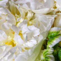 Close-up of White Blooms