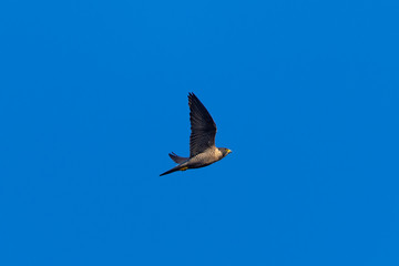 Close view of a Peregrine Falcon flying, seen in the wild near the San Francisco Bay
