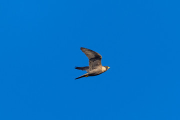 Close view of a Peregrine Falcon flying, seen in the wild near the San Francisco Bay