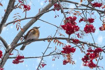 Fieldfare sitting on a branch with red rowan in winter