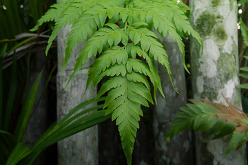 Green leaves Fern texture background nature tone at phuket Thailand