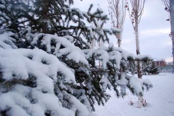 snow covered pine trees