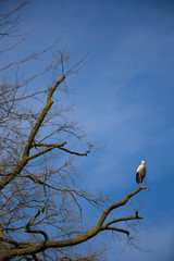 Weißstorch im Baum