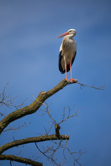 Weißstorch im Baum