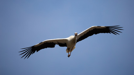 Weißstorch im Flug