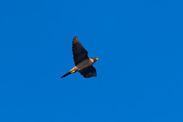 Close view of a Peregrine Falcon flying, seen in the wild near the San Francisco Bay