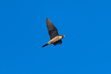 Close view of a Peregrine Falcon flying, seen in the wild near the San Francisco Bay