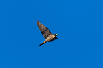 Close view of a Peregrine Falcon flying, seen in the wild near the San Francisco Bay