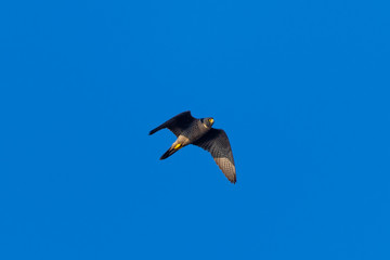 Close view of a Peregrine Falcon flying, seen in the wild near the San Francisco Bay
