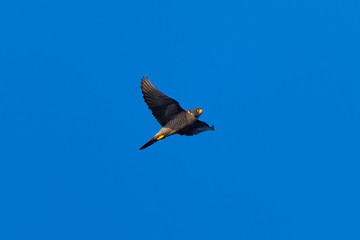 Close view of a Peregrine Falcon flying, seen in the wild near the San Francisco Bay