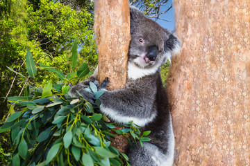 Koala Eucalyptus Australia Marsupial