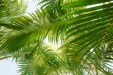 Fototapeta na wymiar Green leaves Palm texture background nature tone at phuket Thailand