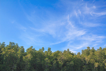 Background sky with tree near the sea,Bright in Phang nga Thailand
