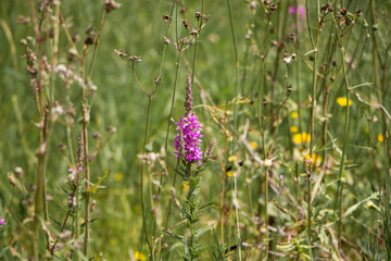 Purple flower on a field 