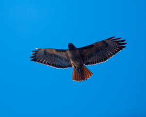 Red-tailed hawk flying in beautiful light, seen in the wild in North California