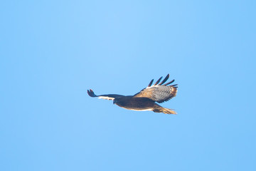 Red-tailed hawk flying in beautiful light, seen in the wild in North California
