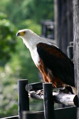 portrait of an eagle