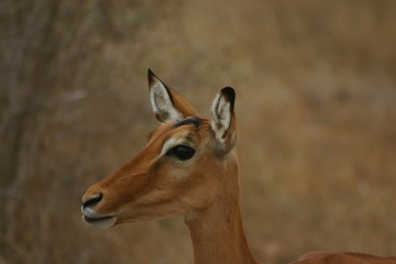 Fototapeta premium impala in africa