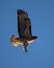 Red-tailed hawk about to dive on a prey,  seen in beautiful light in North California